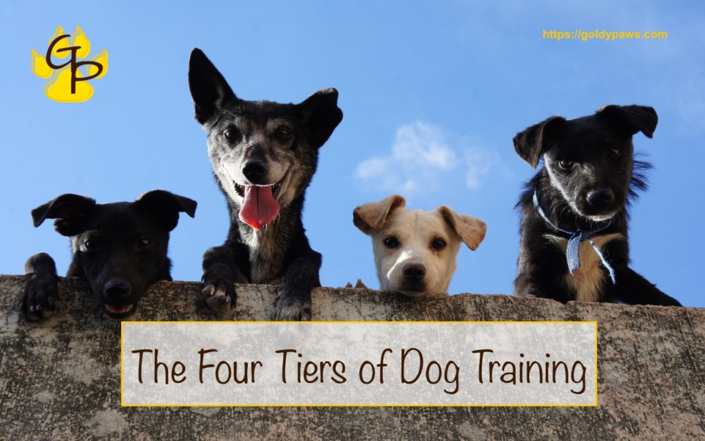 basic dog training